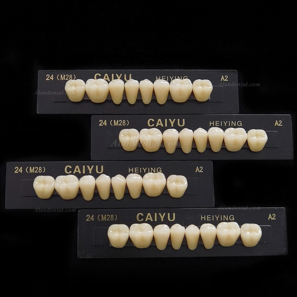 Caiyu Heiying Acrylic Synthetic Polymer Resin Denture (Upper/Lower Back Teeth)